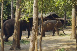 Elefanten Doi Inthanon
