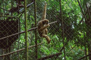 Gibbon Affe Rehabilitation Center Phuket