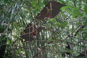 Gibbon Affen im Käfig Phuket